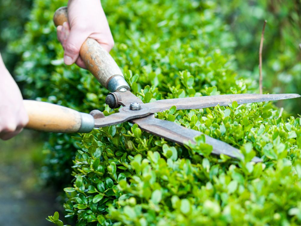 Tree Trimming Services